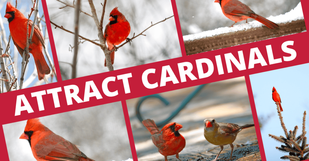 attract cardinals 6 photos