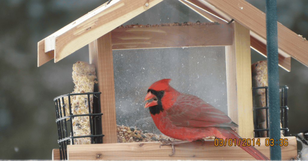 attract cardinals with bird feeders