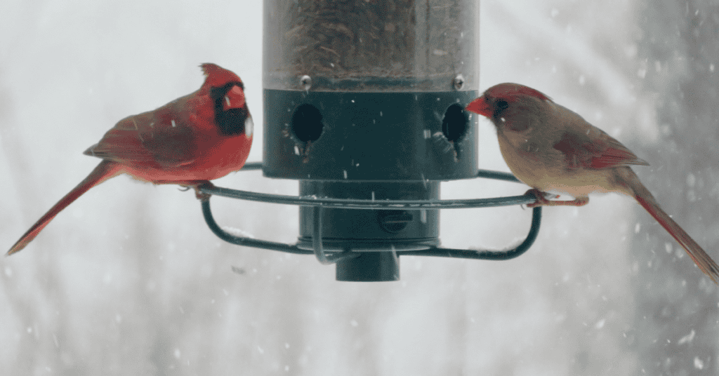 cardinal bird feeder