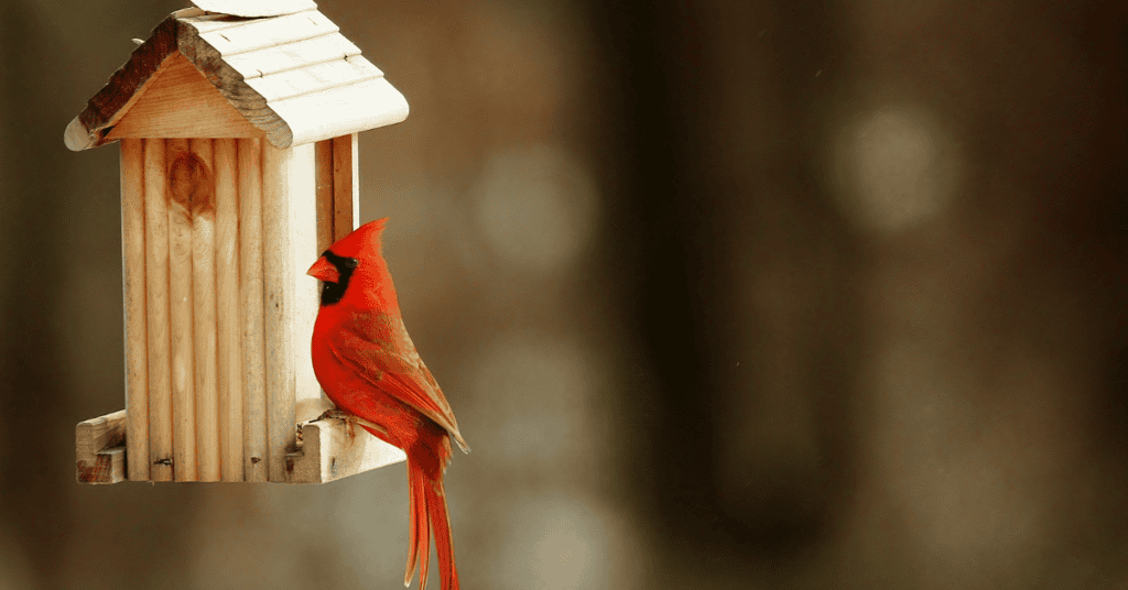 cardinal bird house