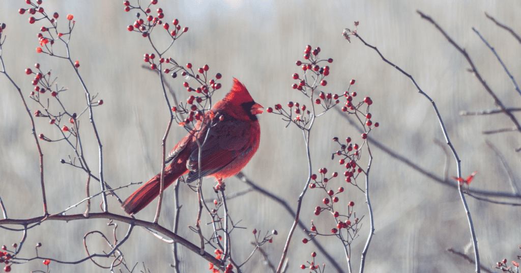 cardinal eating winter berries