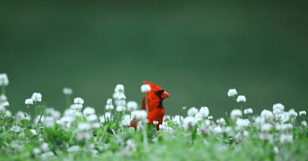 cardinal ground foraging