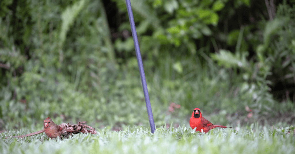 cardinal ground foraging for seeds