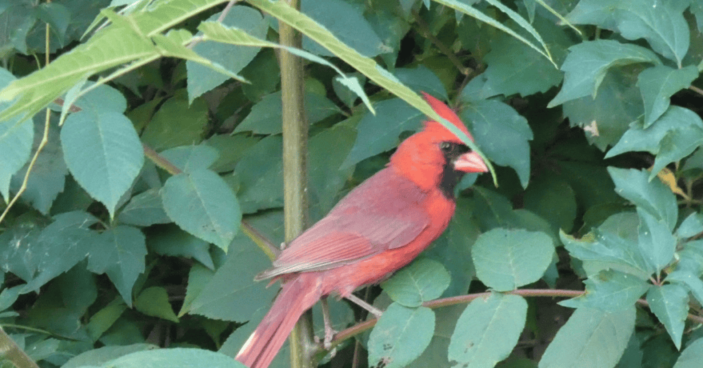 cardinal in bushes