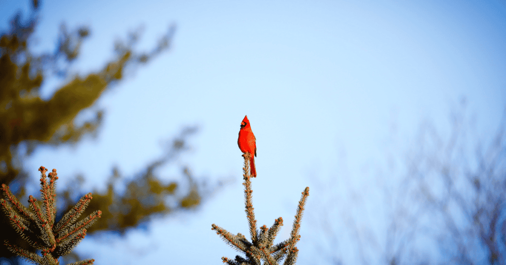 cardinal on an evergreen