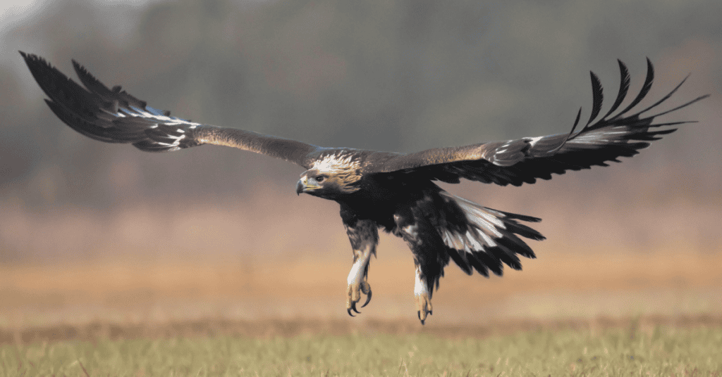 golden eagle