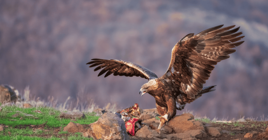 golden eagle eating prey