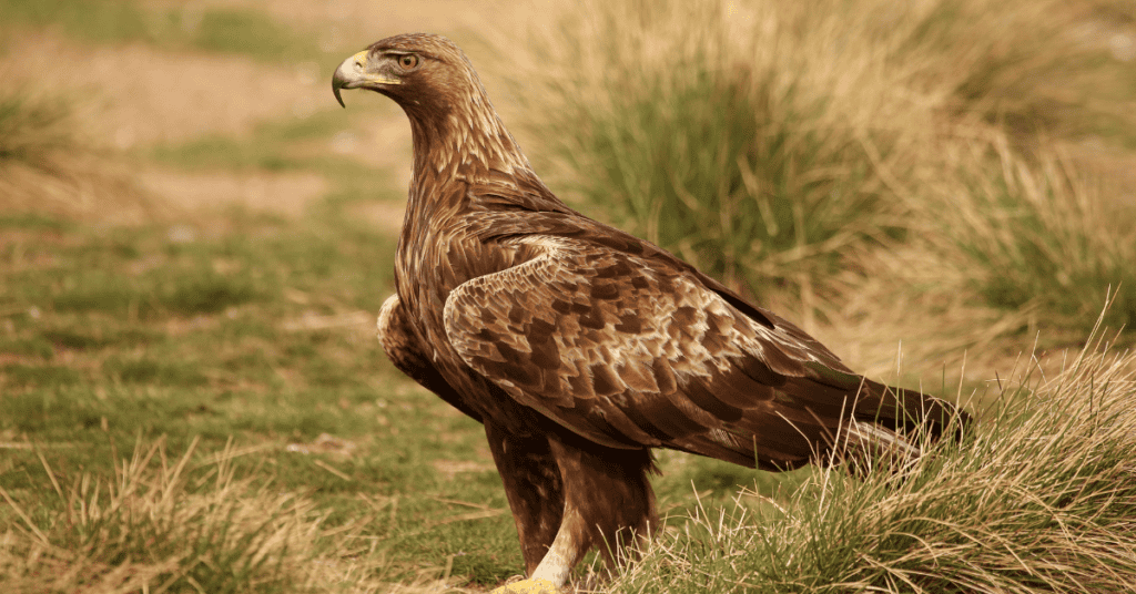 golden eagle grasslands