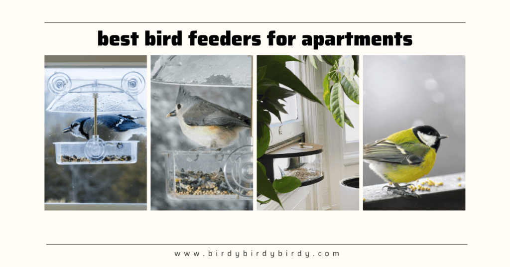 best window bird feeders for apartments 4 photos of birds at feeders