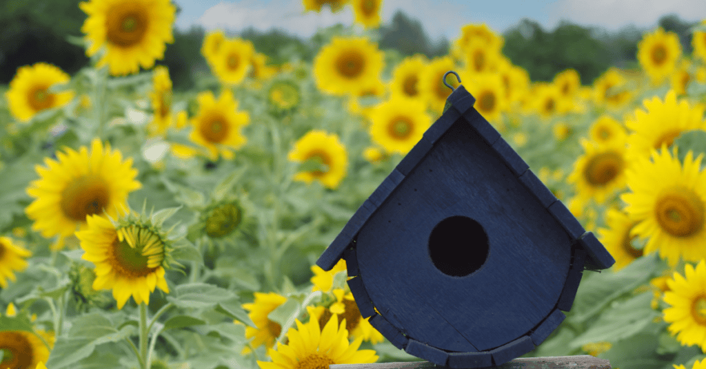 bright birdhouse colors blueish purple birdshouse in a sunflower field