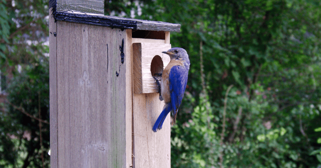 bluebird prefers natural hues birdhouse