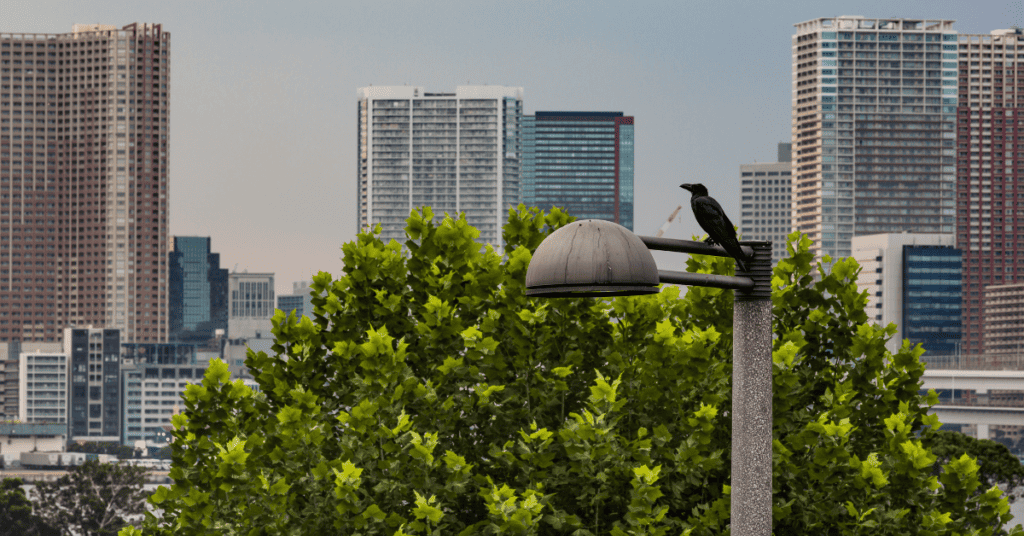 crow in the city