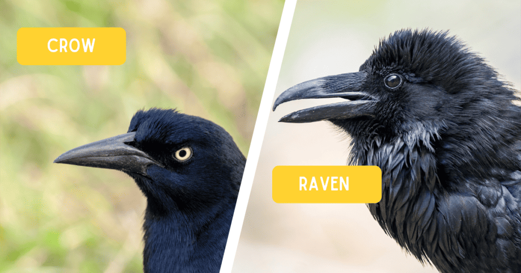 crow size vs raven beak