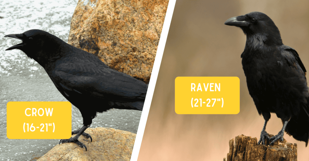 crow size vs raven size