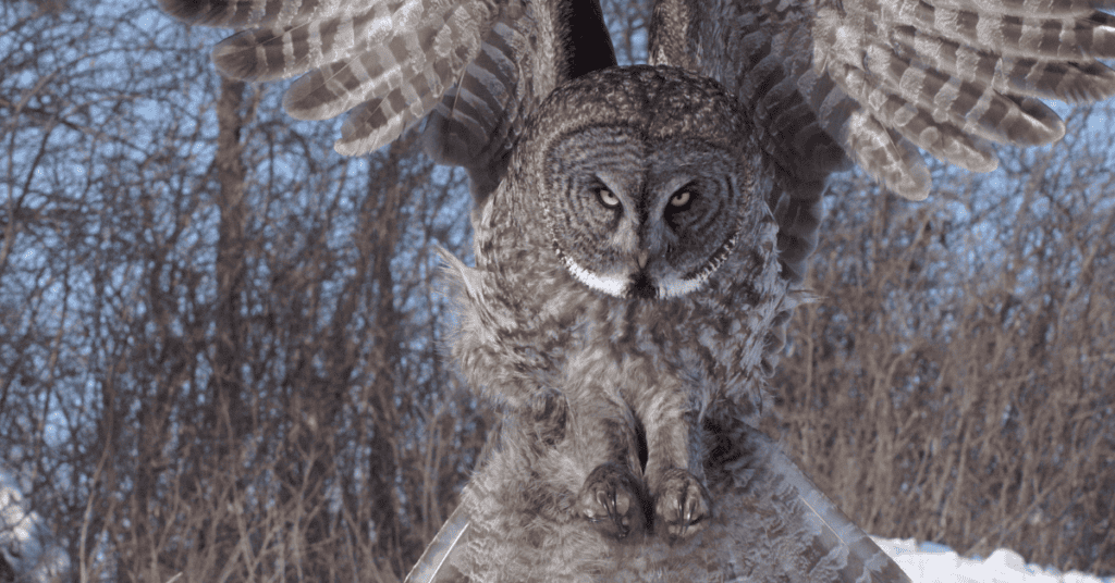 great gray owl flying