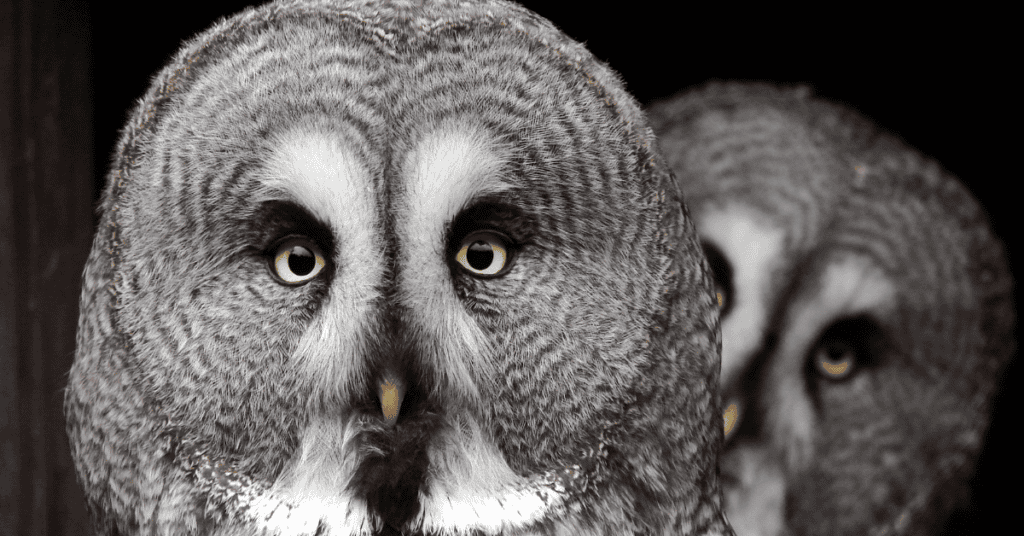 great gray owl live long
