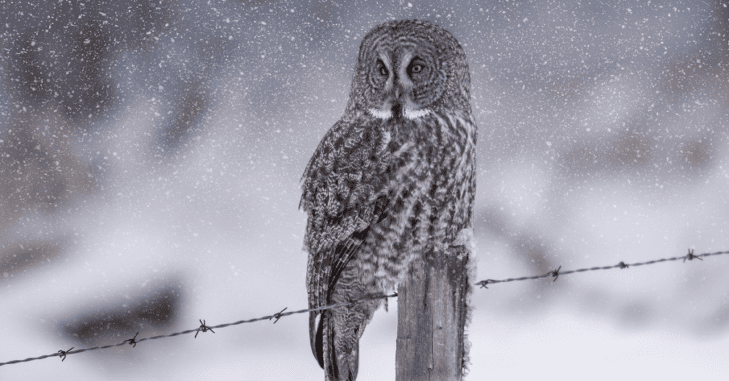 great gray owl loners
