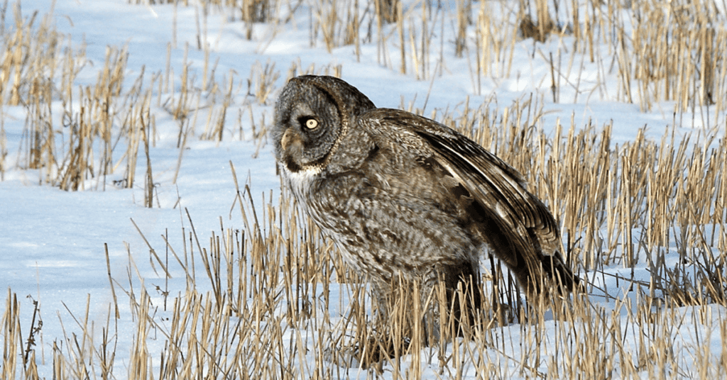 great gray owl loves the snow
