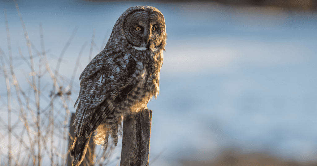 great gray owl solitary creature