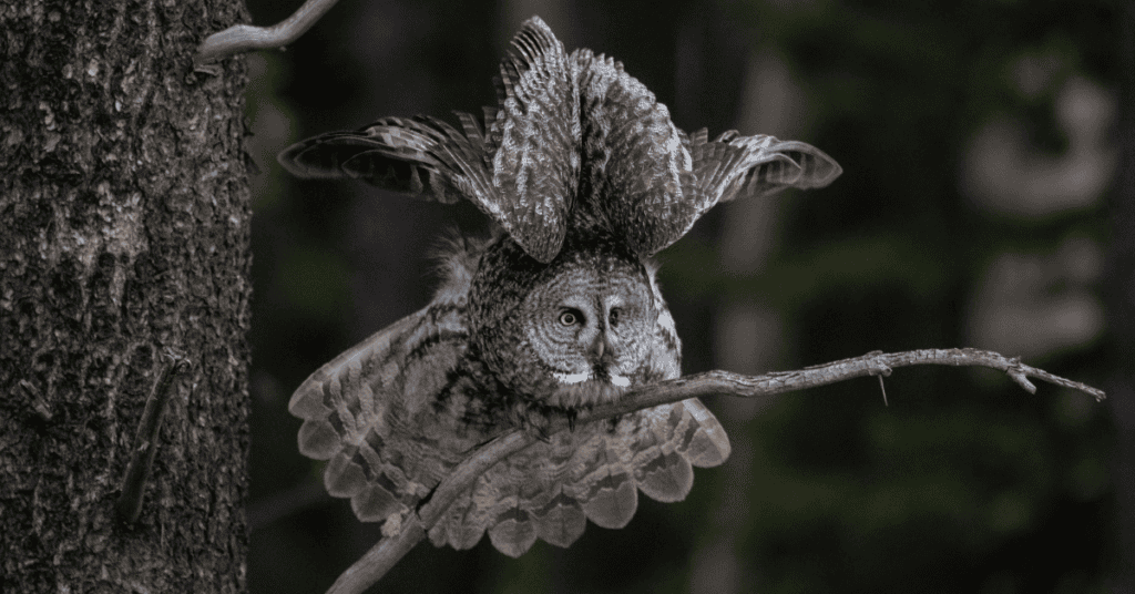great gray owl territorial range