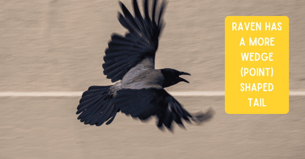 raven wedge shape tail