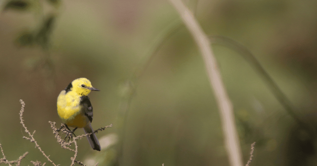 Citrine Wagtail