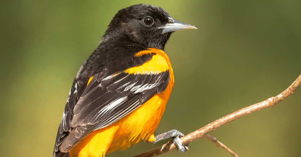 Oriole