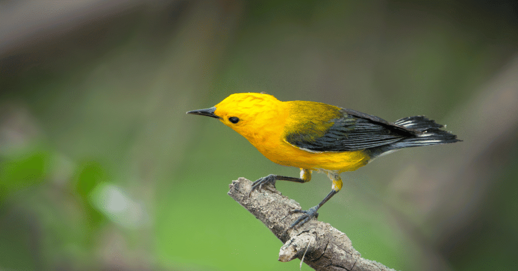 Prothonotary Warbler