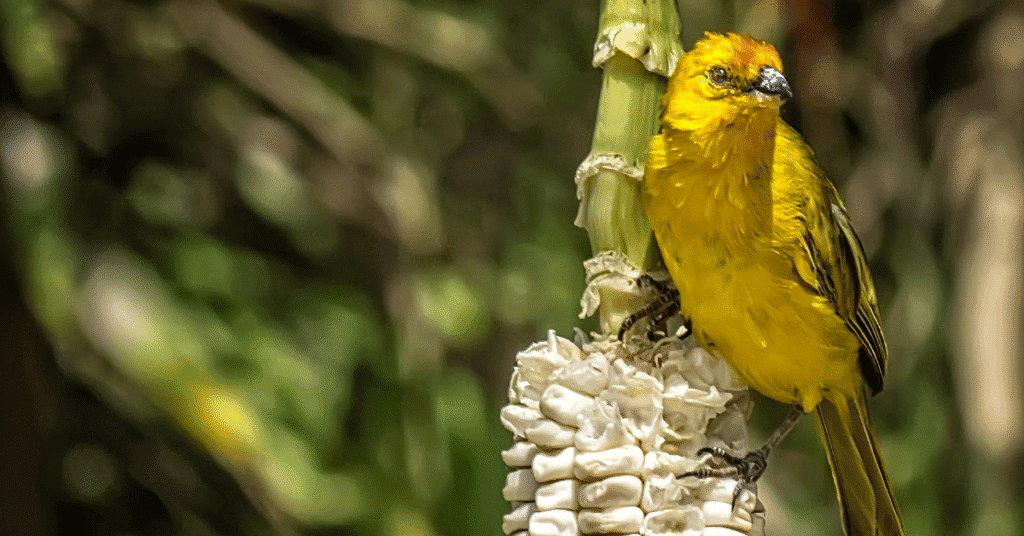 Saffron Finch