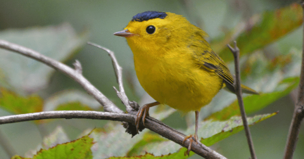 Wilson's Warbler