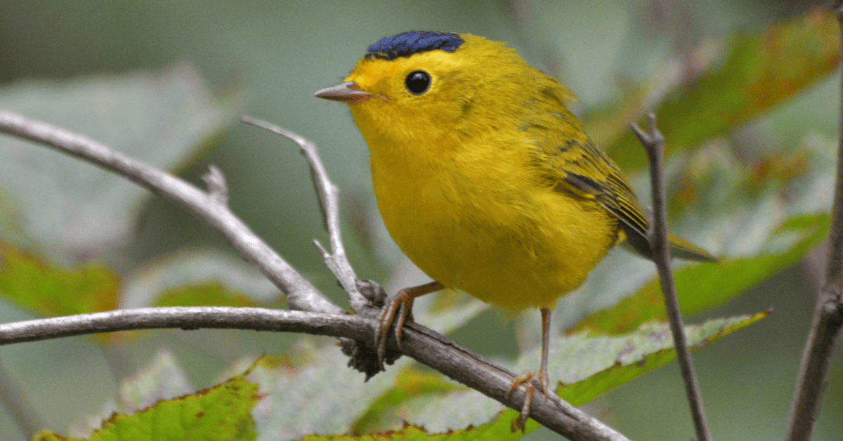 10 Yellow Birds That Might Just Steal Your Heart