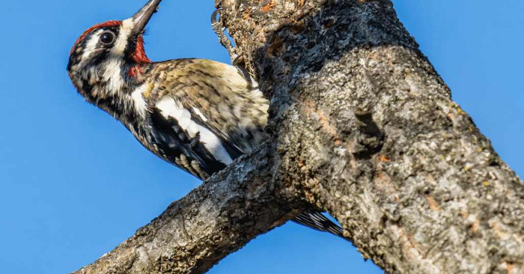 Yellow-bellied Sapsucker