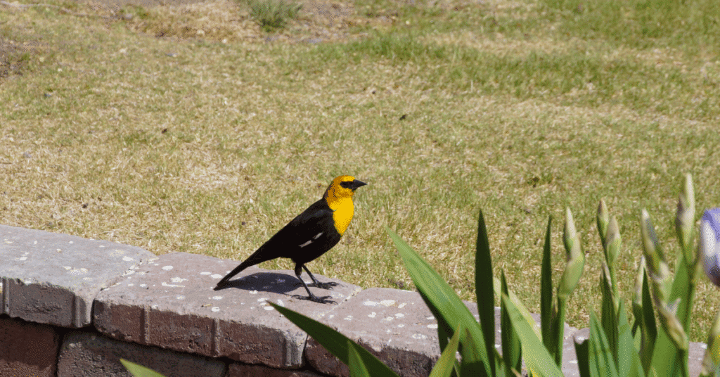 Yellow-headed Blackbird
