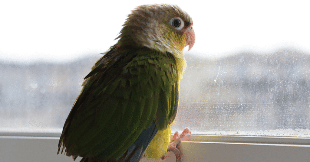 pineapple conure looking out of window
