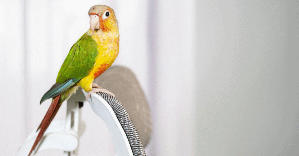 pineapple conure on a chair