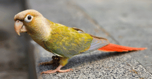 Pineapple Conure Care Tips: Essential Guide for Happy Birds