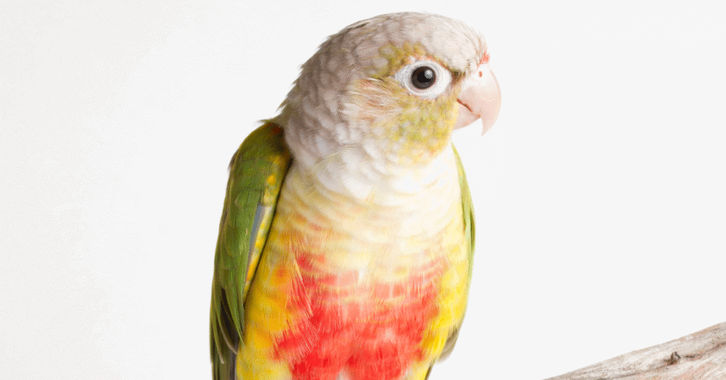 pineapple conure up close