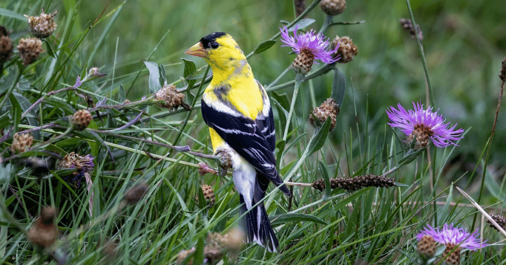 yellow birds American Goldfinch