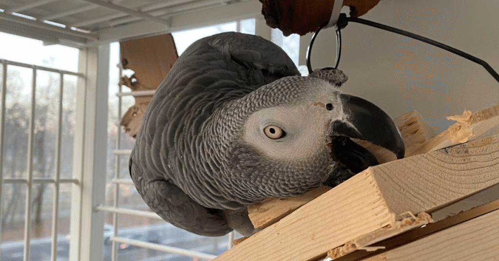 African Grey foraging toys