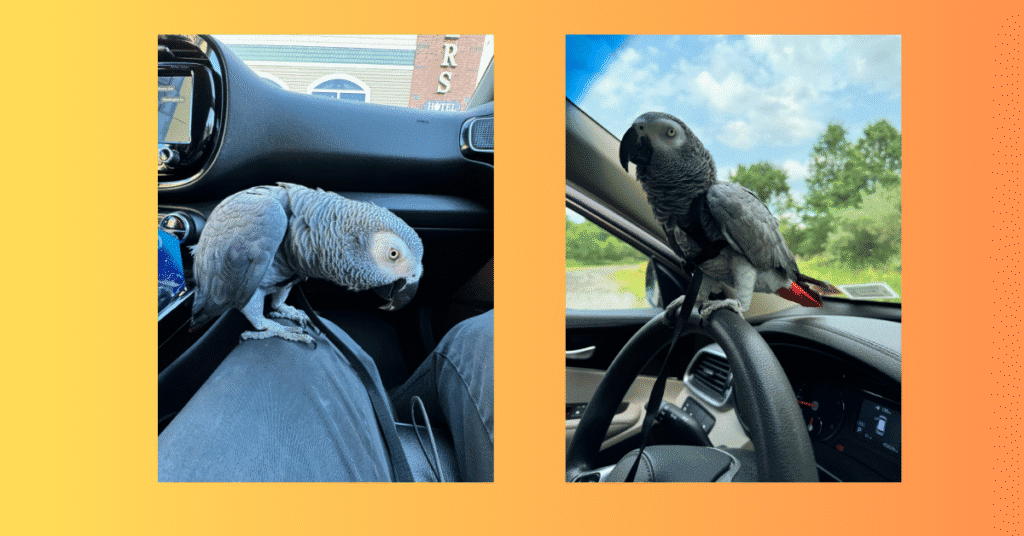 African Grey in car