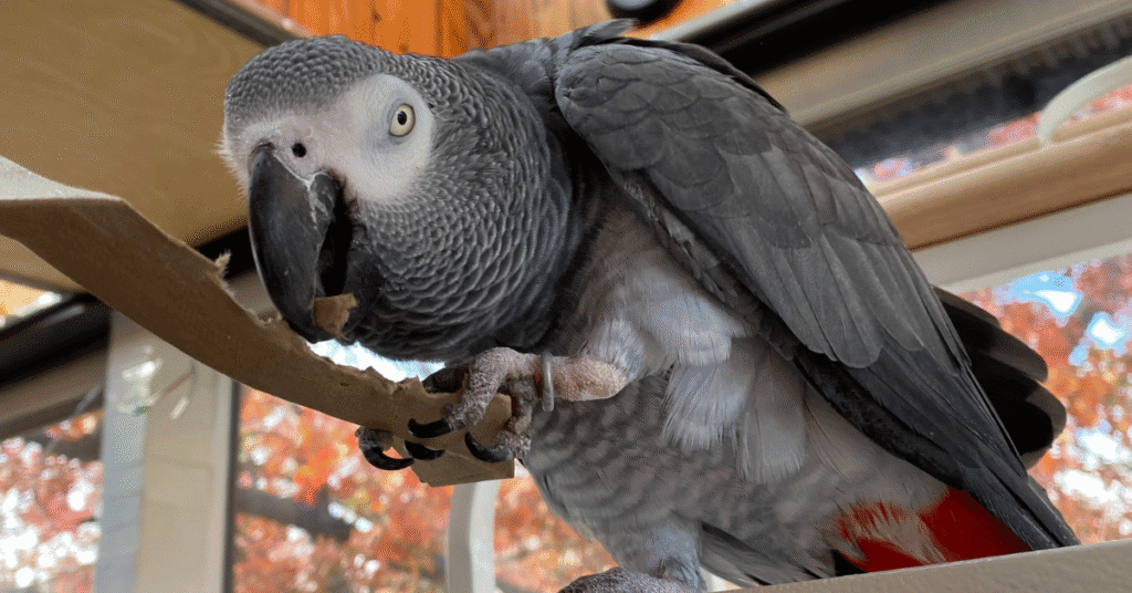 African Grey shredding paper