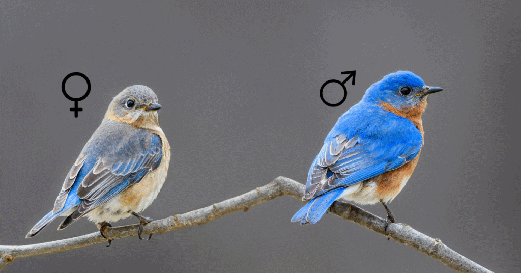Eastern Bluebird male vs female