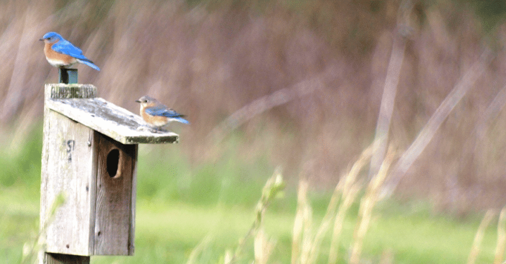 Eastern Bluebird nest box