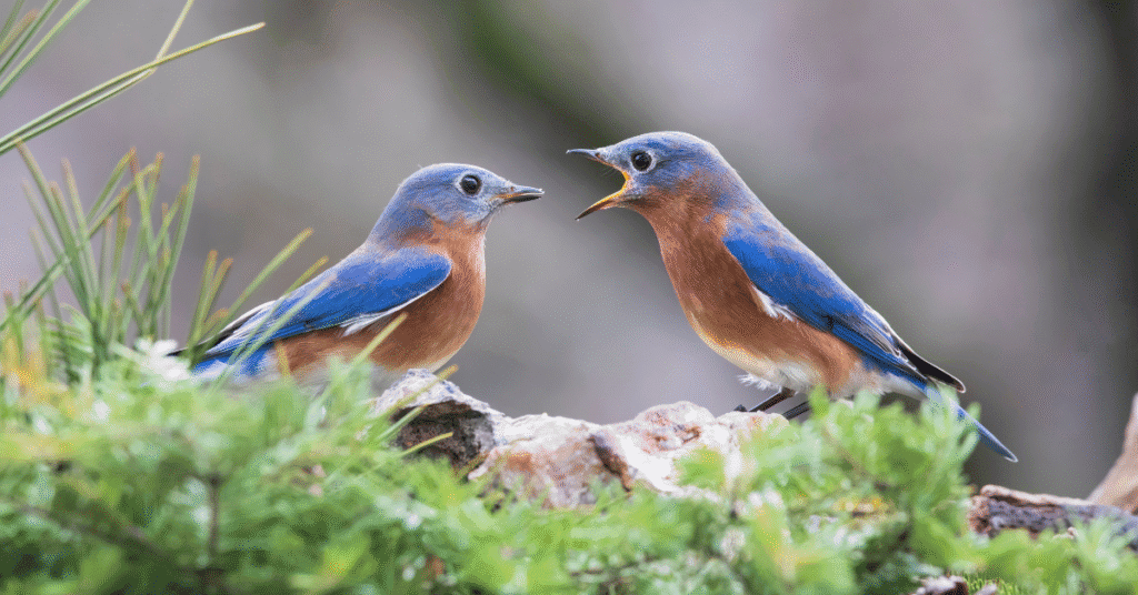 Eastern Bluebird talking