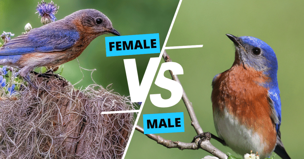 Eastern Bluebird up male vs female