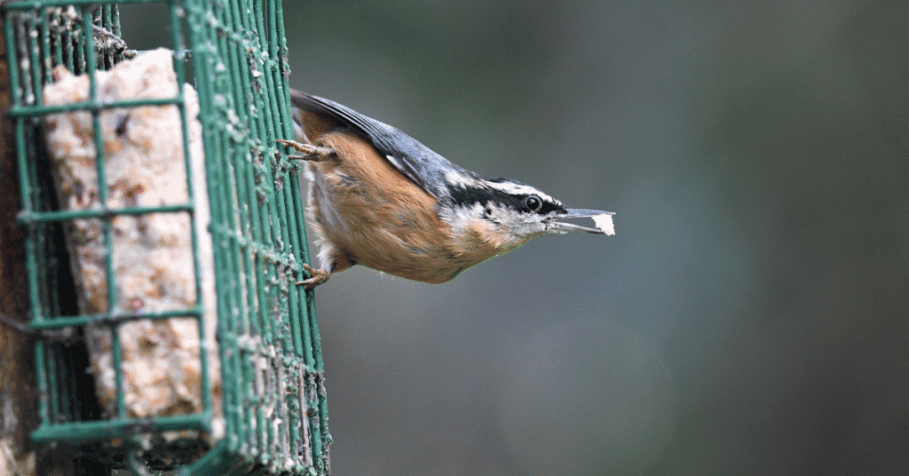 nuthatch at suet feeder