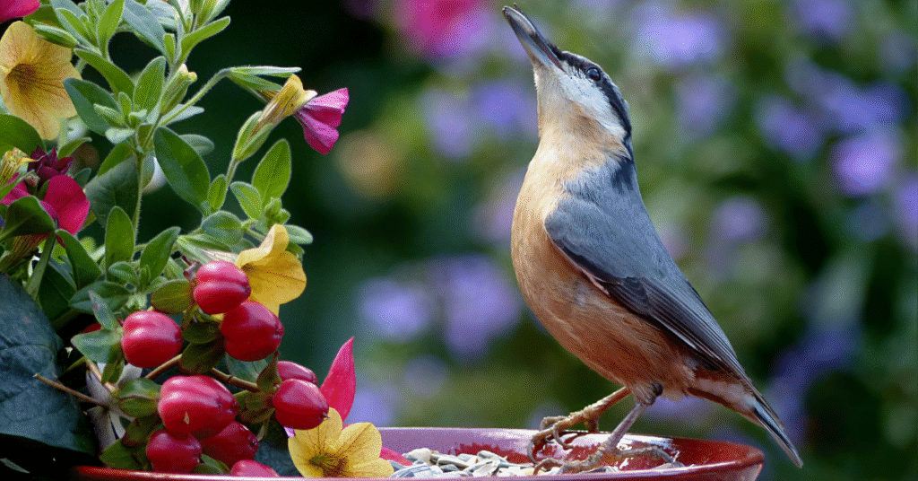 nuthatch in garden