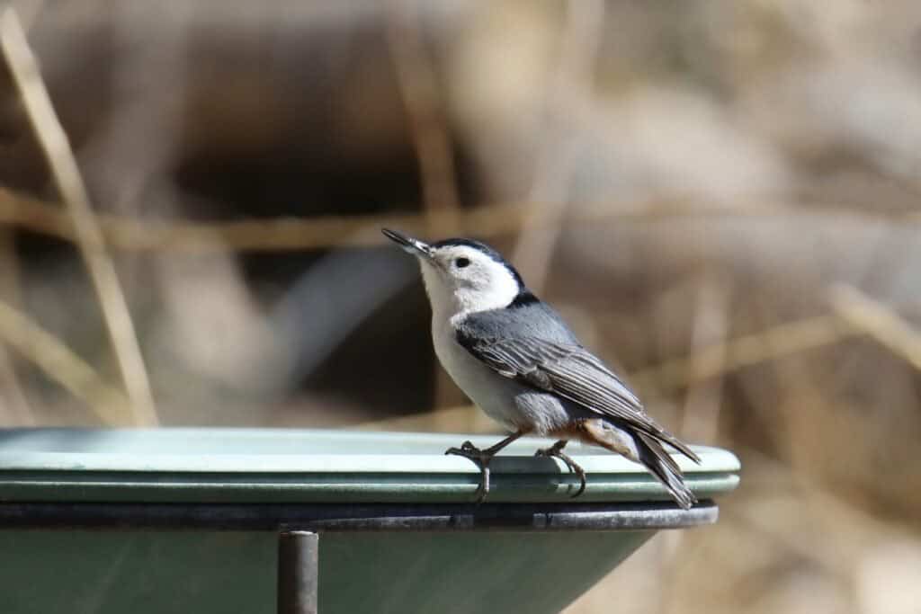 White-breasted,Nuthatch,(sitta,Carolinensis) on a bird bath
