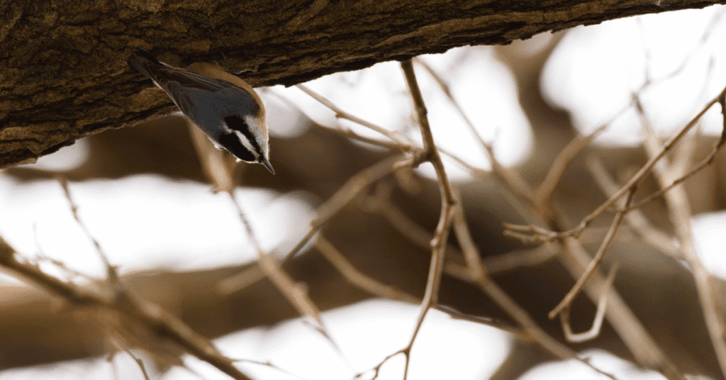 nuthatch on tree