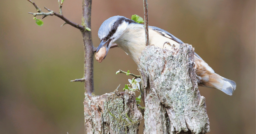 nuthatch on tree trunk